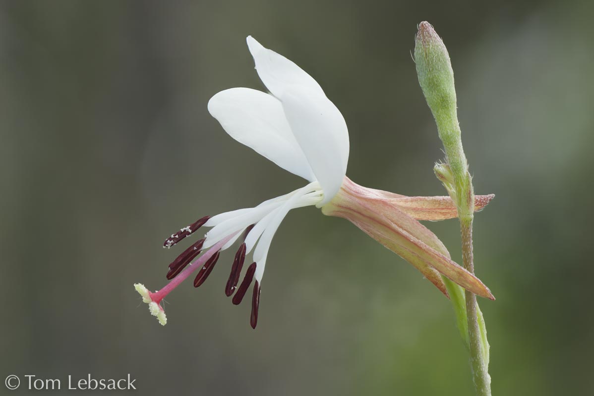 2017 05-16%2016-47-14%20%28A,Radius8,Smoothing4%299-2