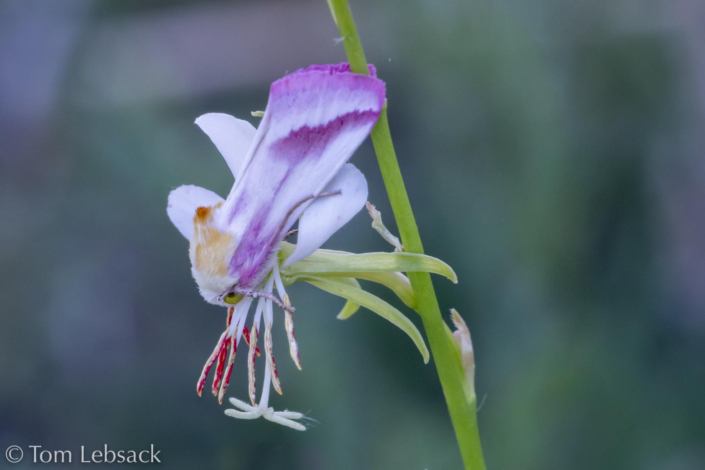 2019 03-26%2016-20-17%20%28A,Radius8,Smoothing4%2911-2-2-Edit-Edit