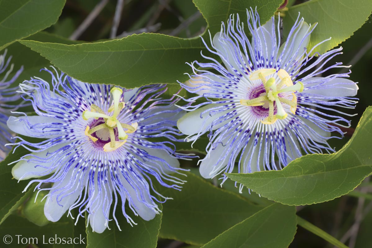 2019 03-26%2016-20-17%20%28A,Radius8,Smoothing4%2911-2-2-Edit-Edit