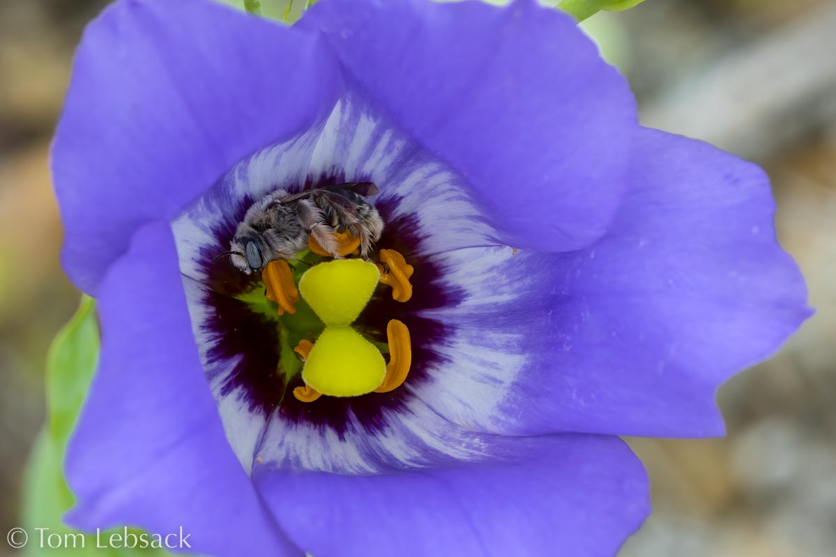 D81_7492 Edit-2-Edit