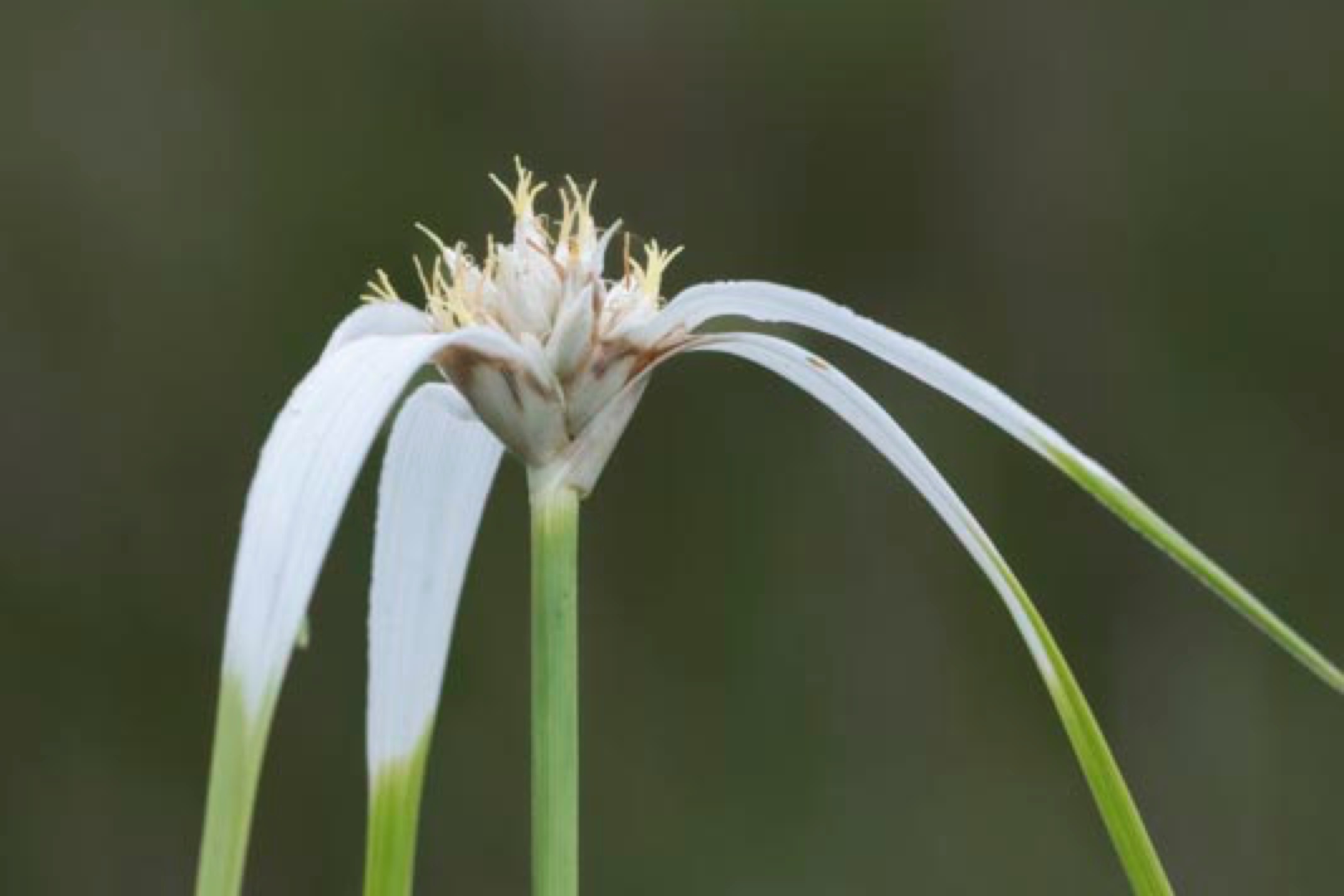 2017 05-16%2016-47-14%20%28A,Radius8,Smoothing4%299-2